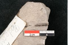 Foto (Detailansicht) von Podocarpus parkeri Ettingshausen (NHMW-GEO-2024-0188-10117)